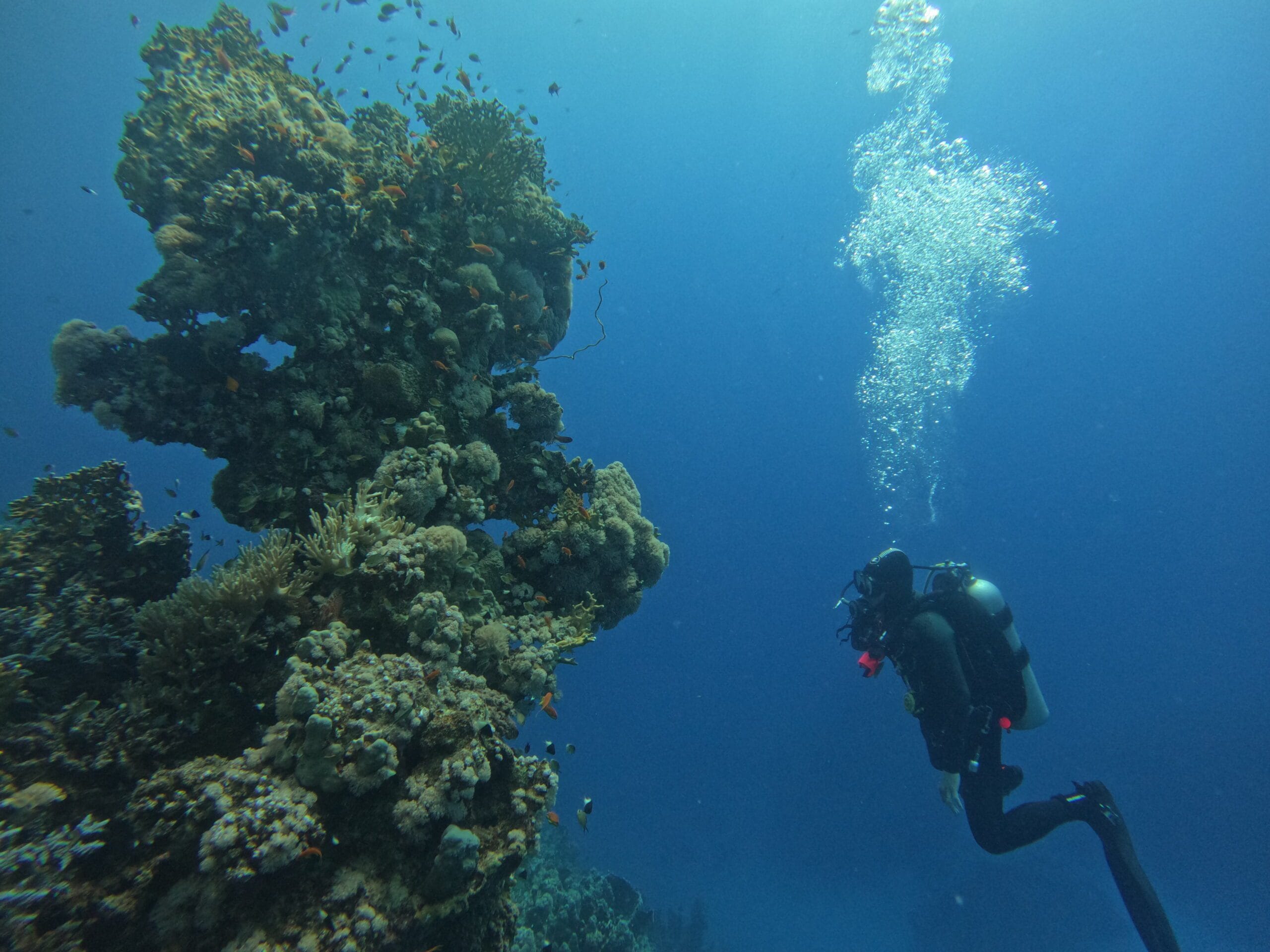 Activité club Safe & Dive 22