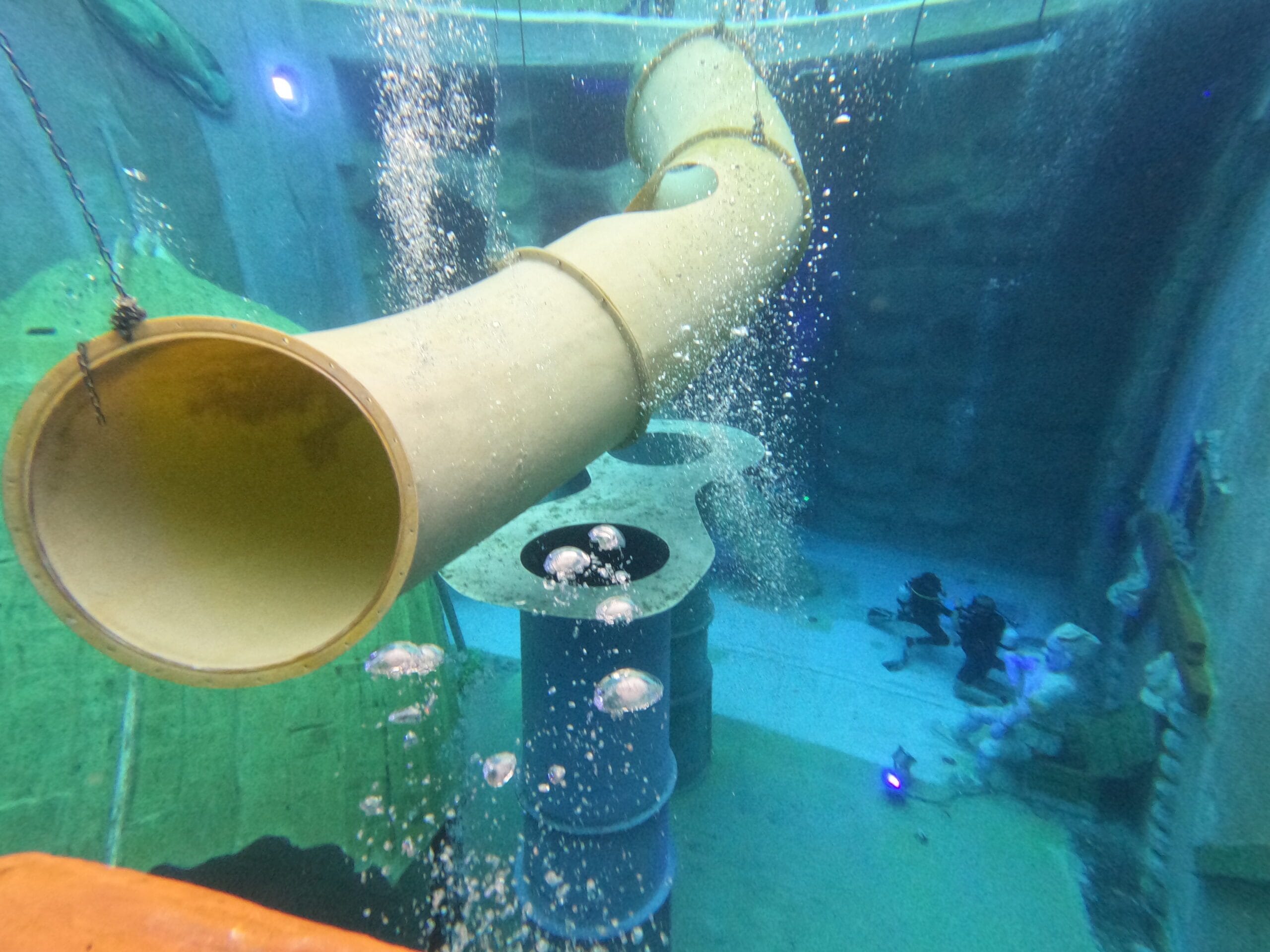 Activité club Safe & Dive 41