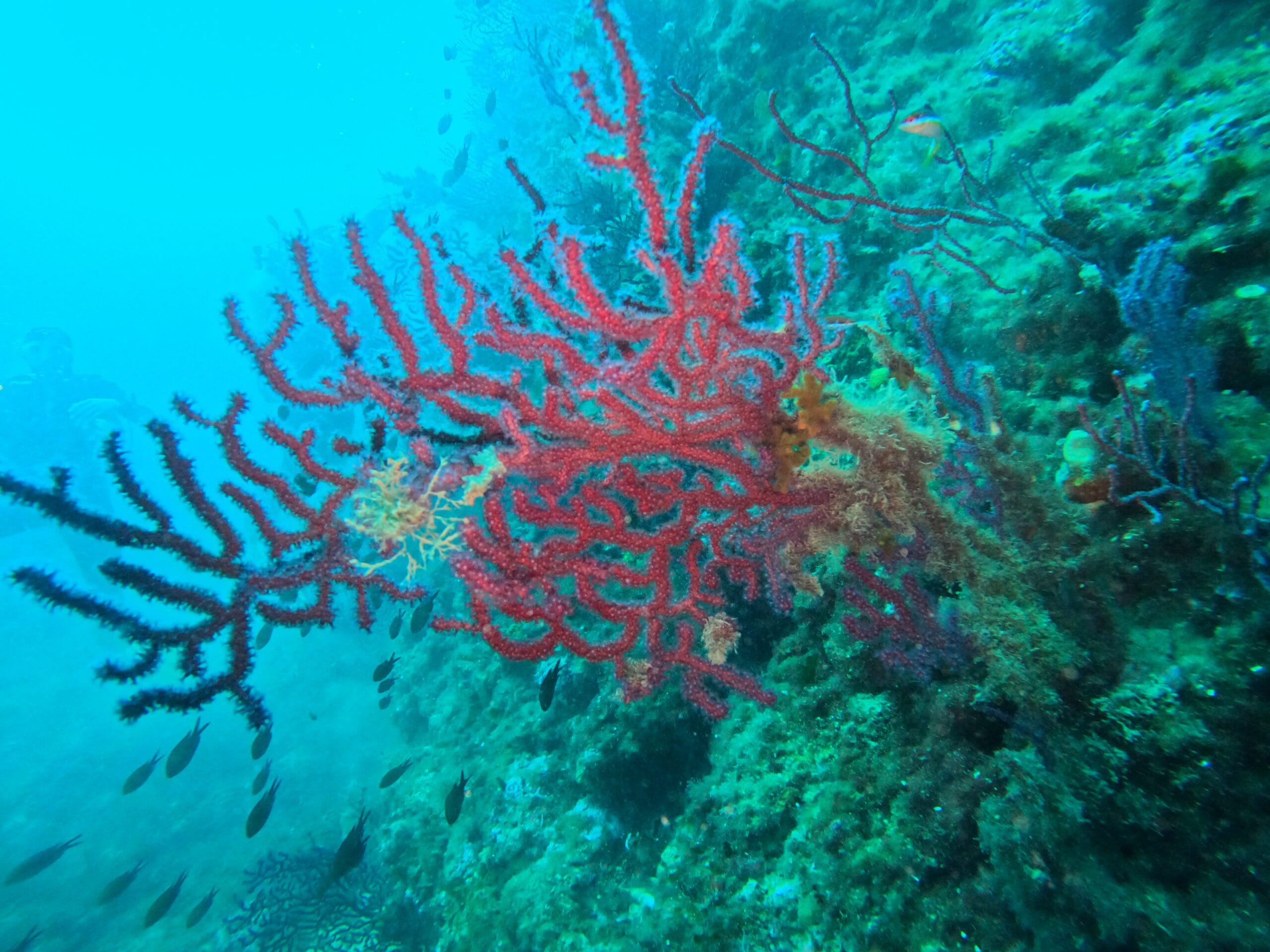 Activité club Safe & Dive 50