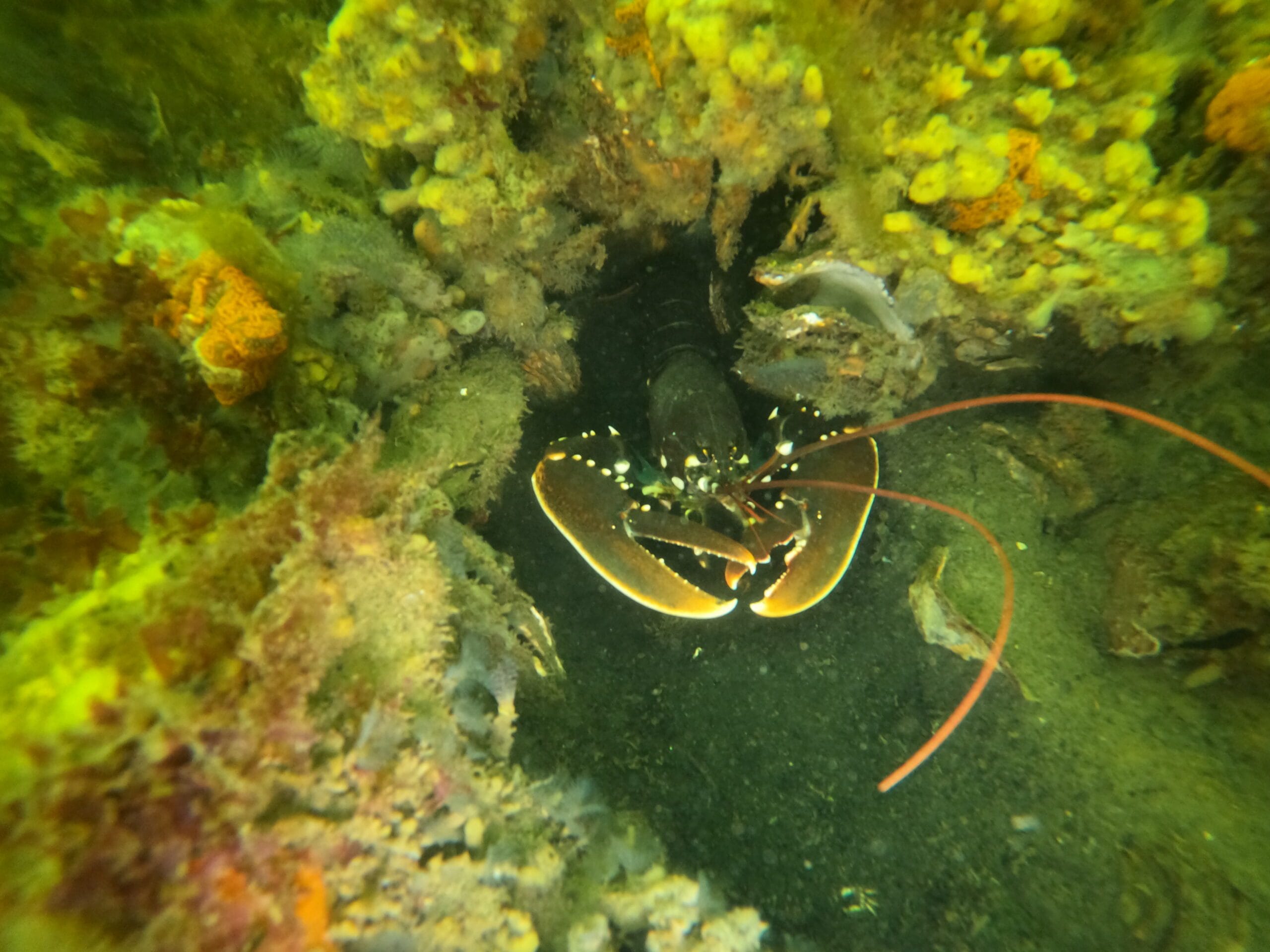 Activité club Safe & Dive 55